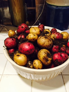 Schau's potato harvest from the prior year. 