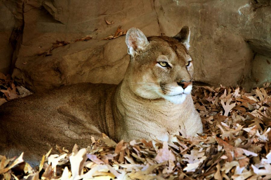 Cougar attacks Seattle couple, killing one